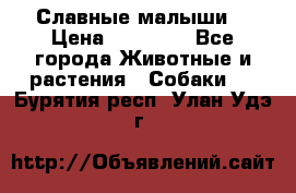 Славные малыши! › Цена ­ 10 000 - Все города Животные и растения » Собаки   . Бурятия респ.,Улан-Удэ г.
